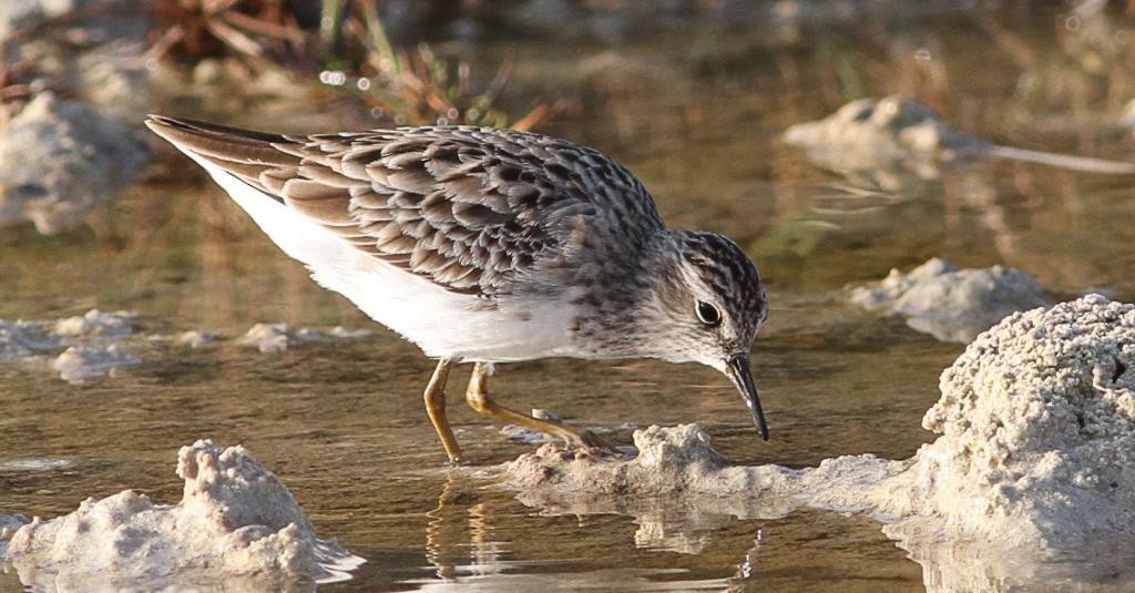 Long-toed Stint - ML77372961