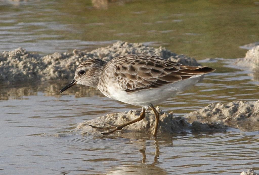 Long-toed Stint - ML77372971