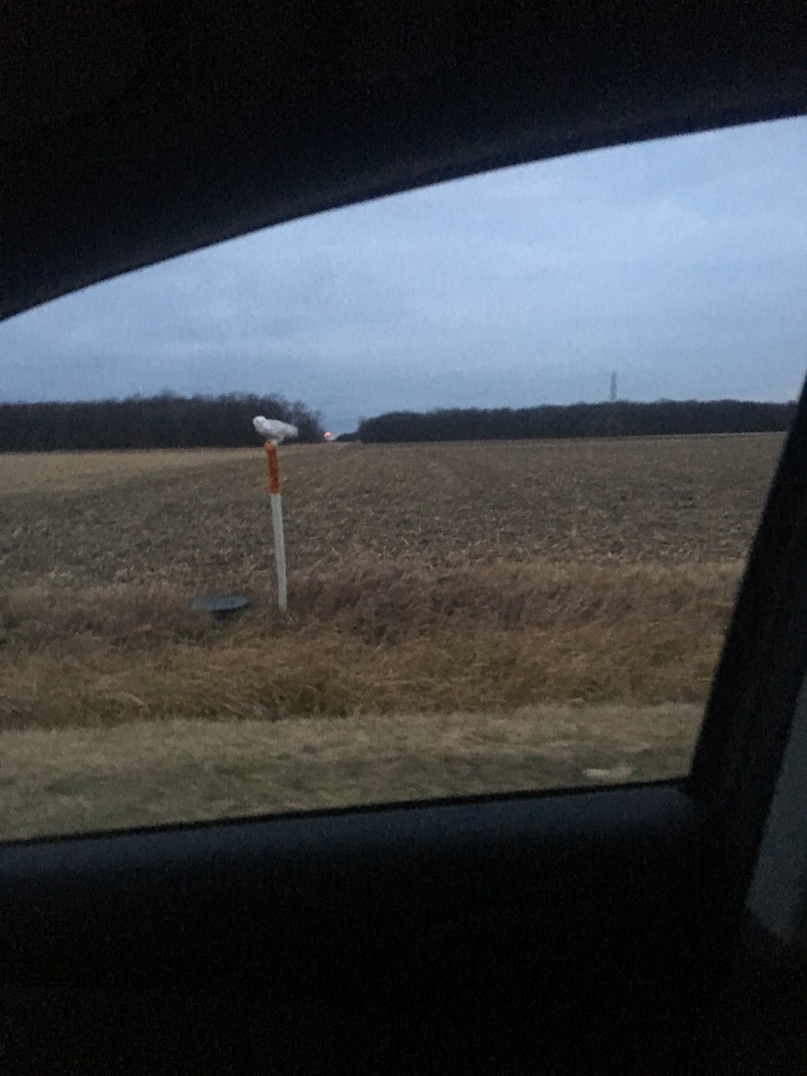 Snowy Owl - ML77373141