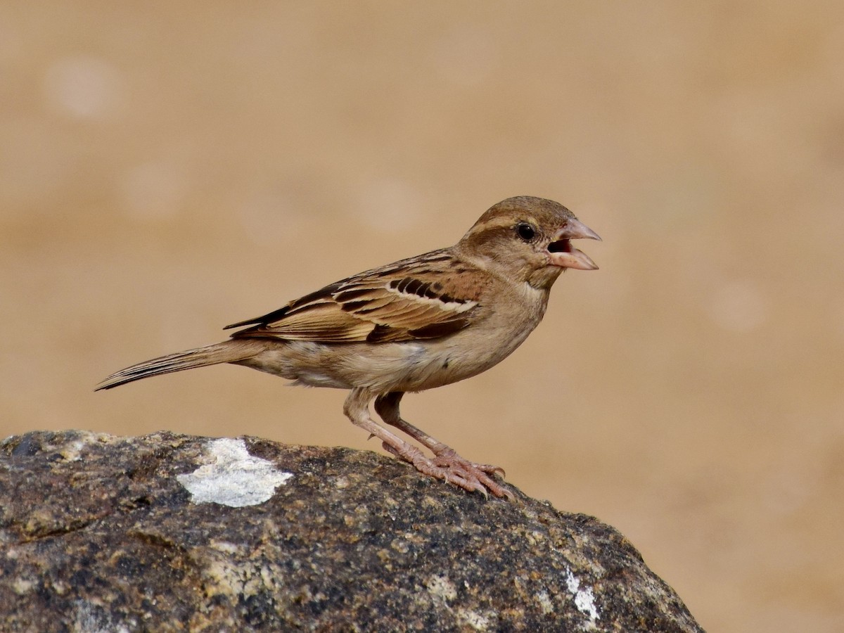 House Sparrow - mathew thekkethala