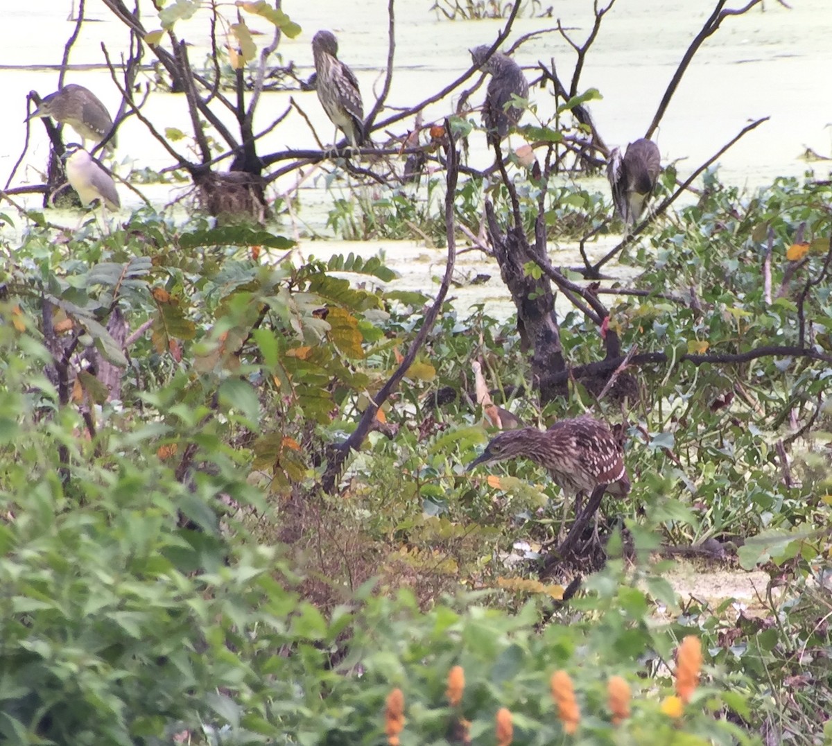 Nankeen Night Heron - Martin Kennewell