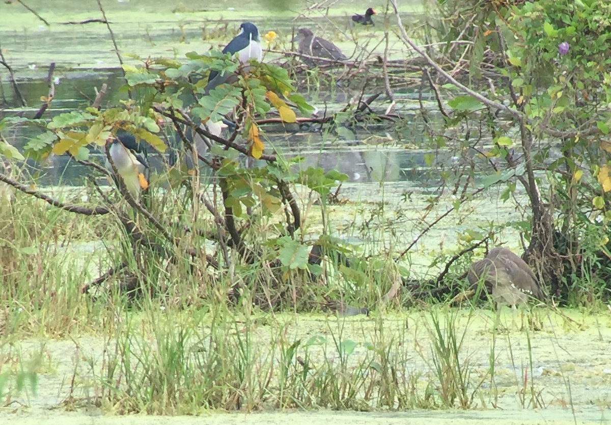 White-browed Crake - ML77373971