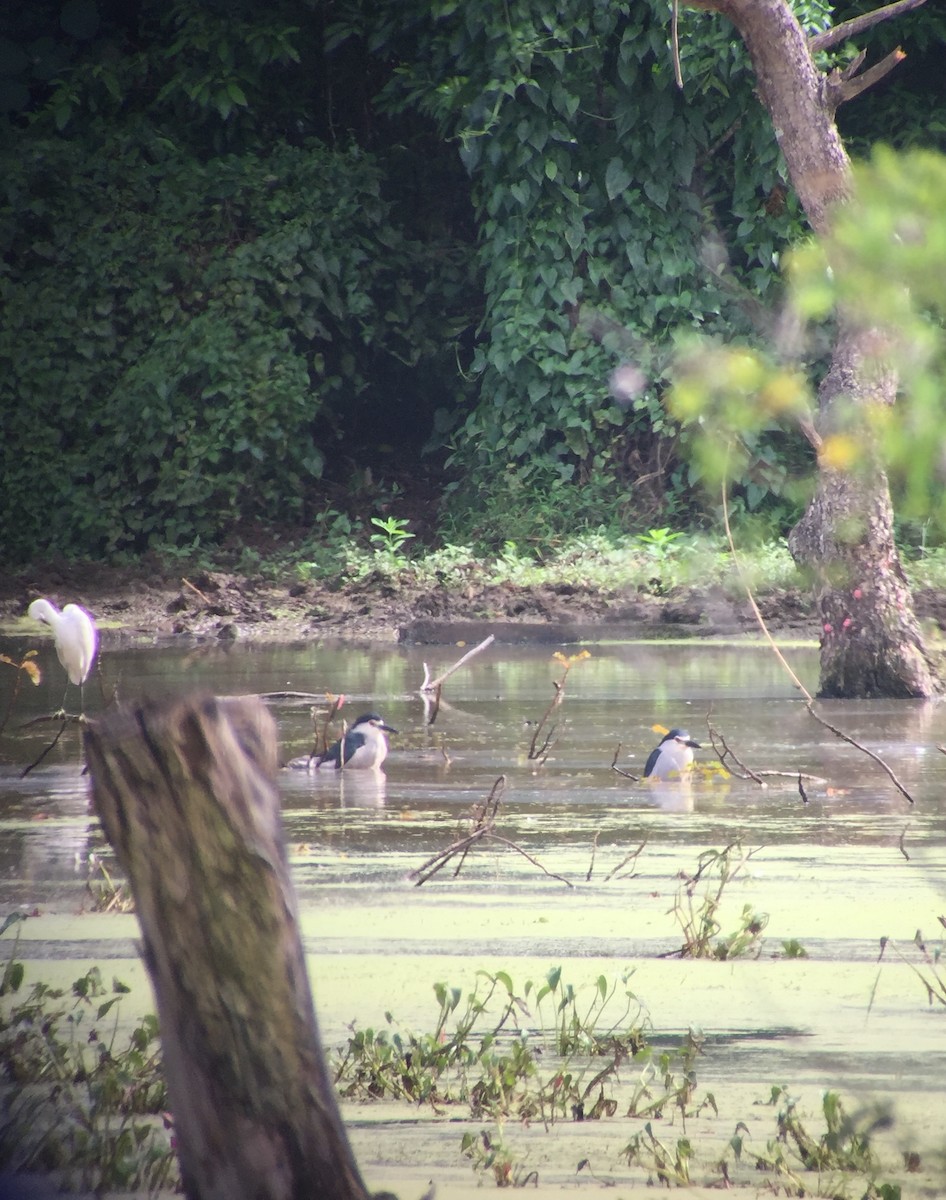 Black-crowned Night Heron - Martin Kennewell