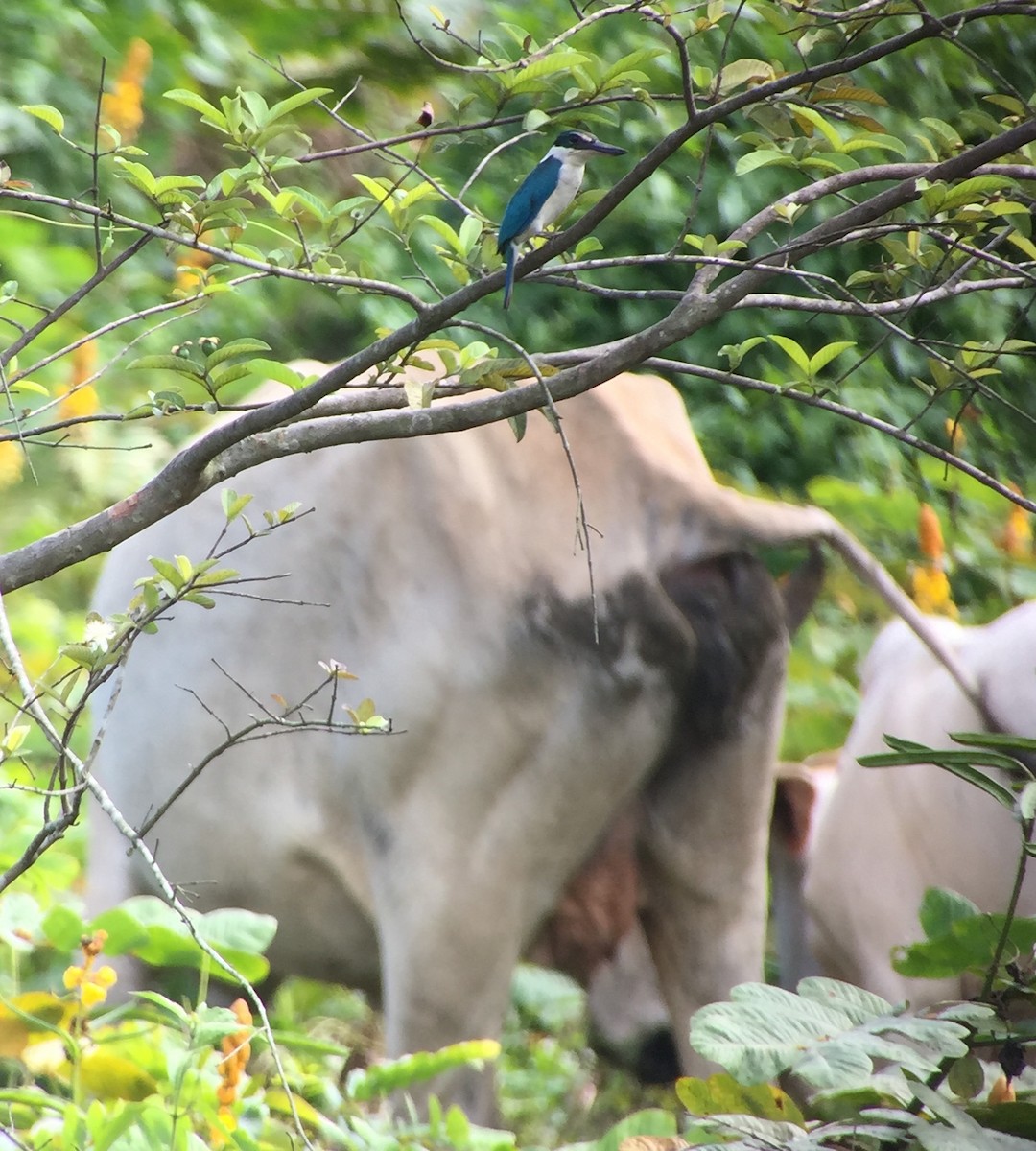 Collared Kingfisher - ML77374071