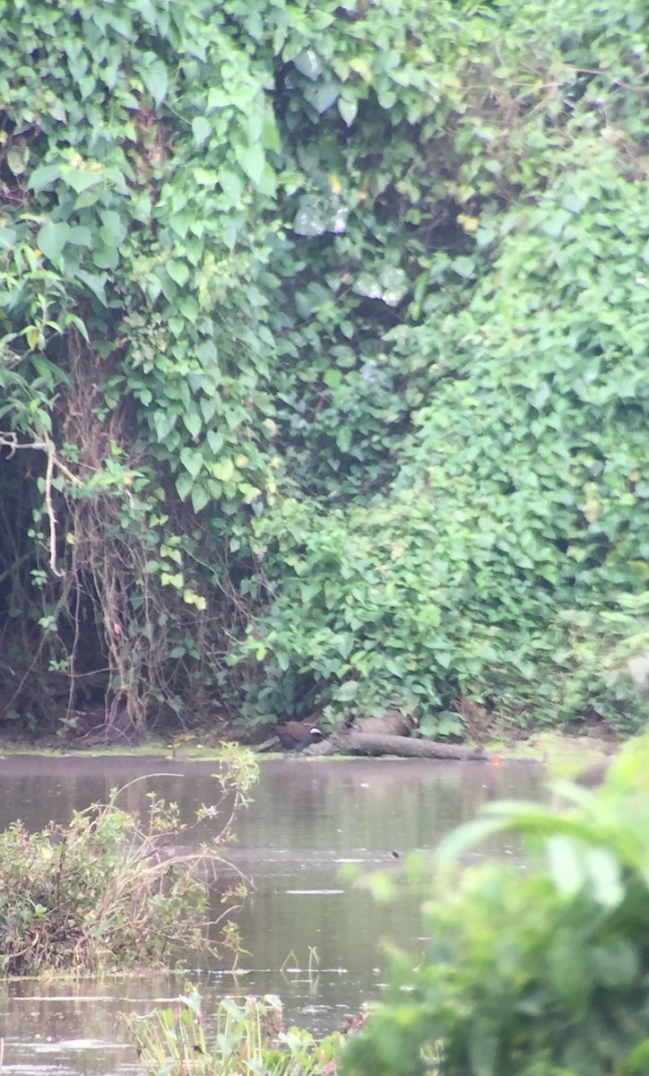 Barred Rail - ML77374141