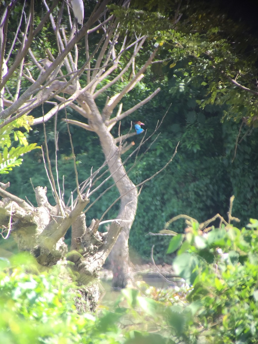 Brown-breasted Kingfisher - ML77374201