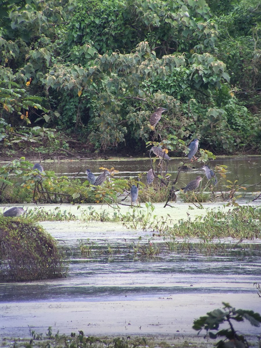 Black-crowned Night Heron - Martin Kennewell