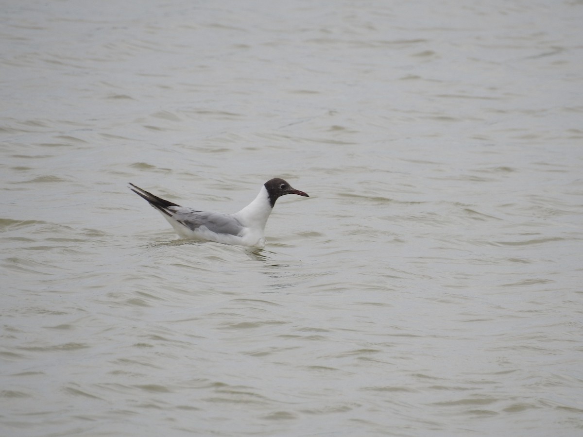 Black-headed Gull - Mario Navarro Gomis