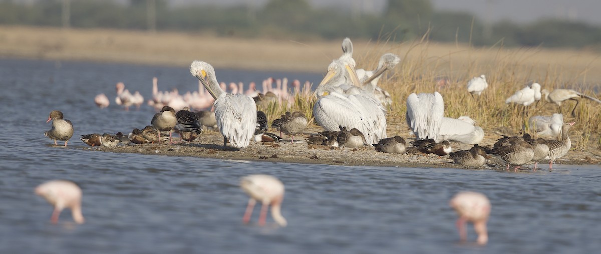 Dalmatian Pelican - jaya samkutty