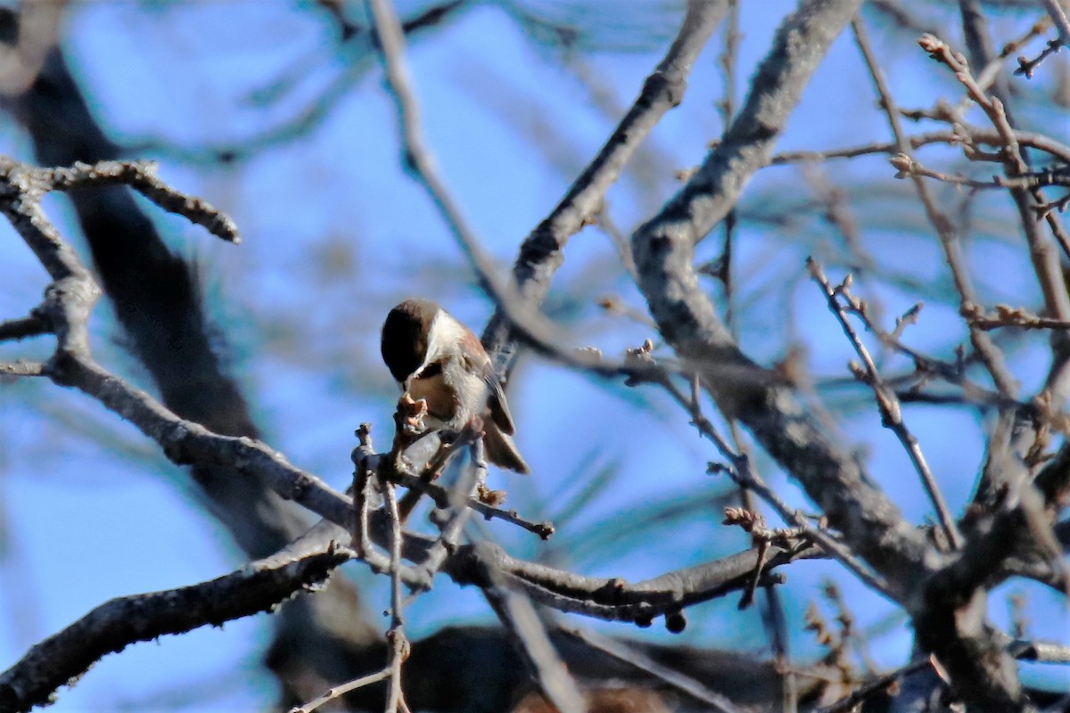 Chestnut-backed Chickadee - ML77375001