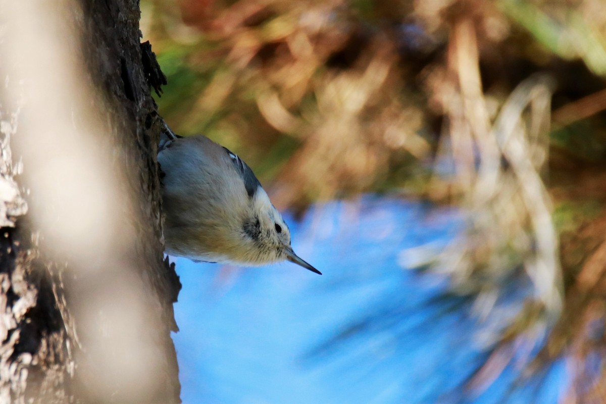 White-breasted Nuthatch - ML77375101