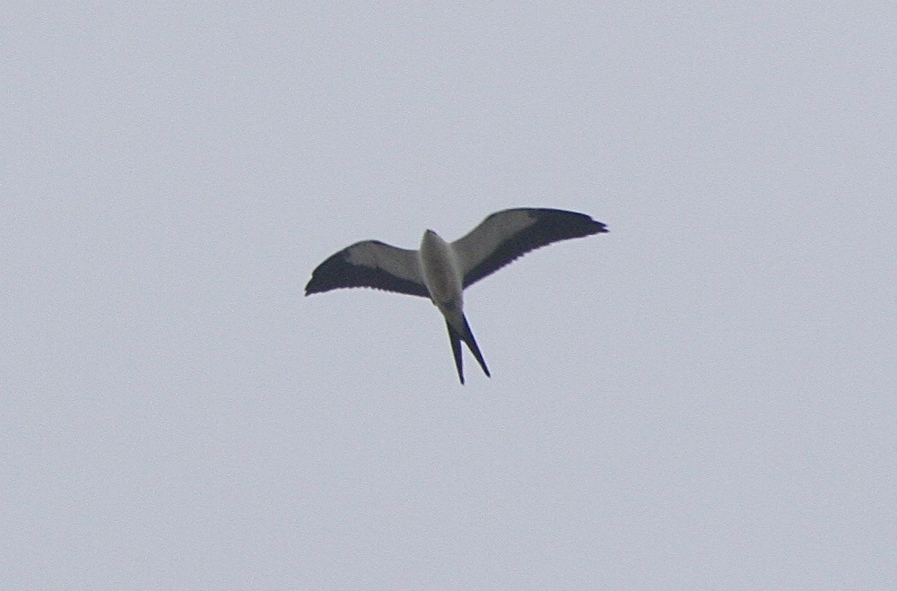 Swallow-tailed Kite - ML77376081