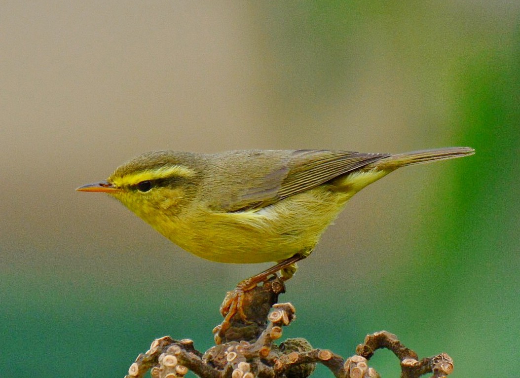 Tickell's Leaf Warbler (Tickell's) - Renuka Vijayaraghavan