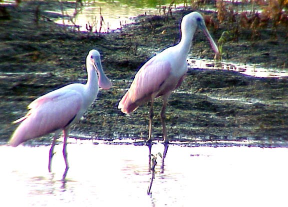 Roseate Spoonbill - ML77377051