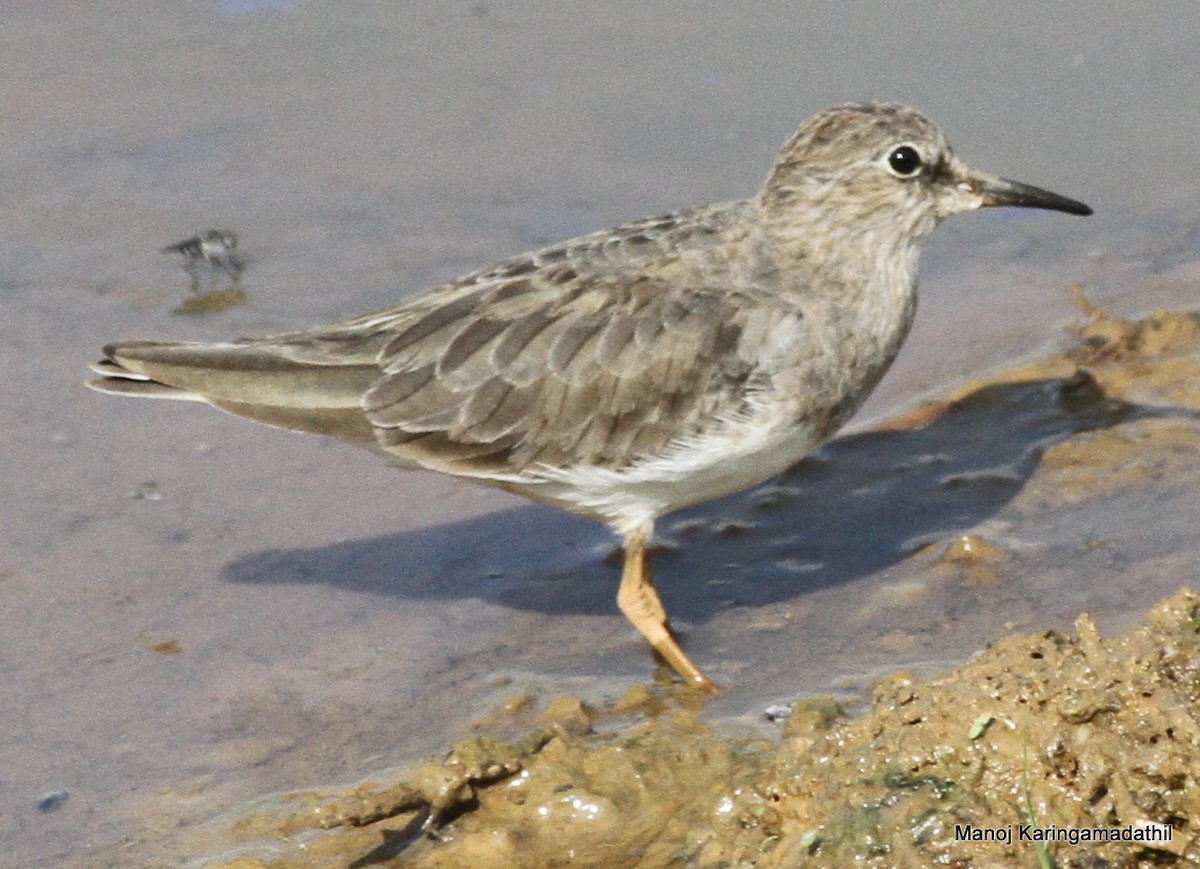 Temminck's Stint - Manoj Karingamadathil