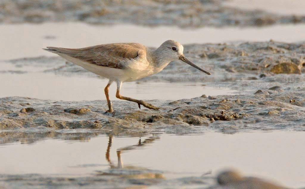 Terek Sandpiper - Biswanath Mondal