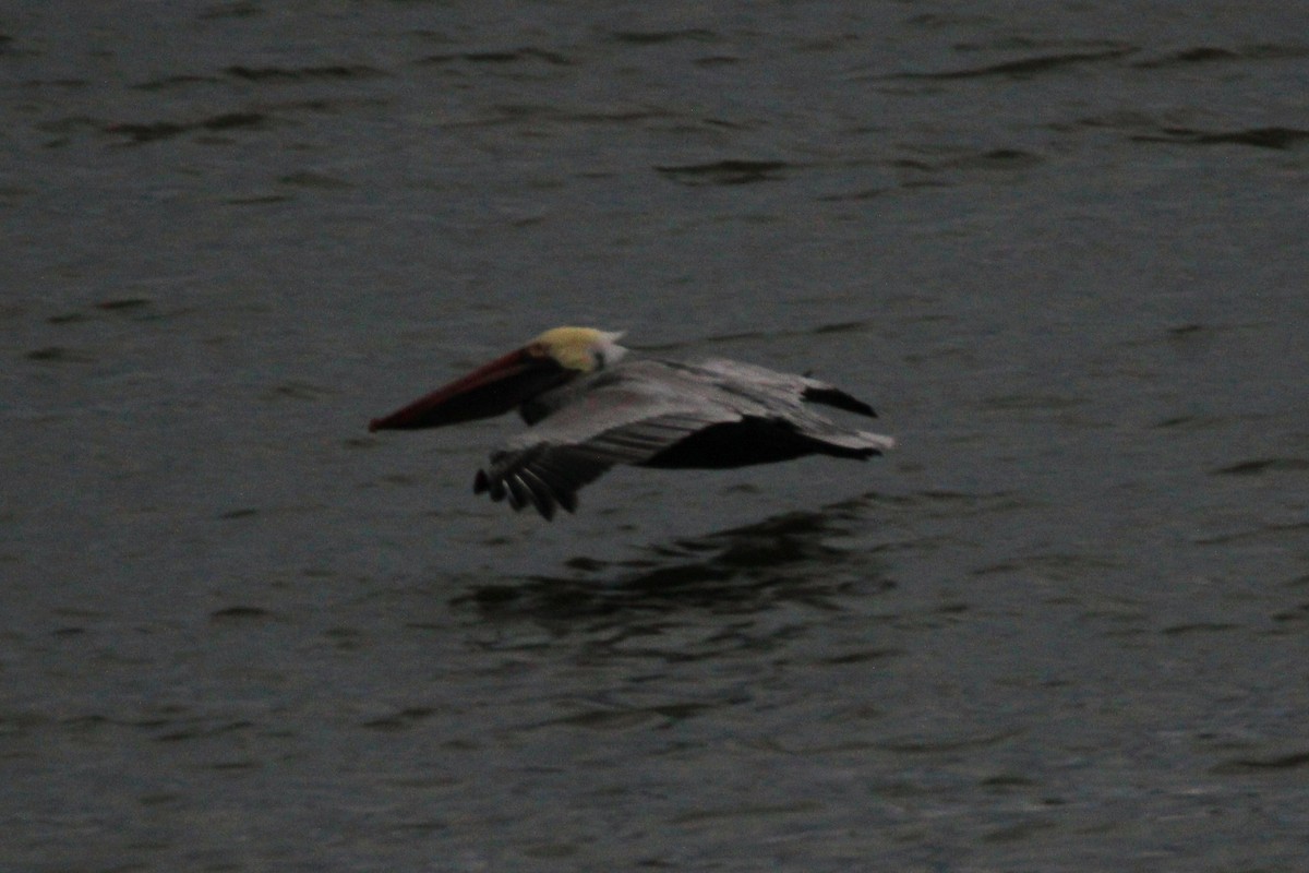 pelikán hnědý - ML77378971