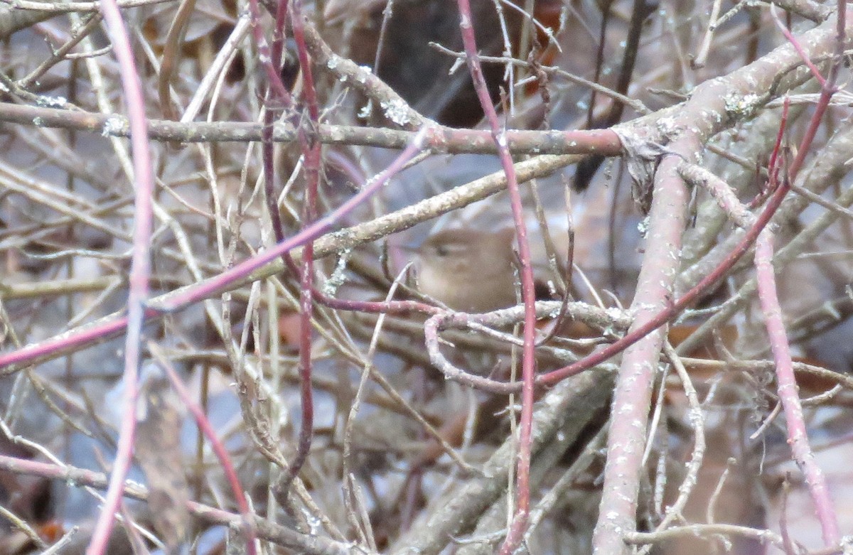 Winter Wren - ML77380541