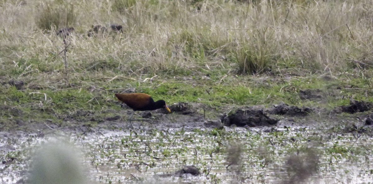 Jacana Suramericana - ML77381521