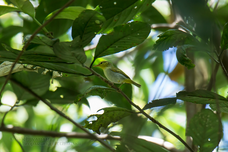 Yellow-vented Warbler - Wich’yanan Limparungpatthanakij