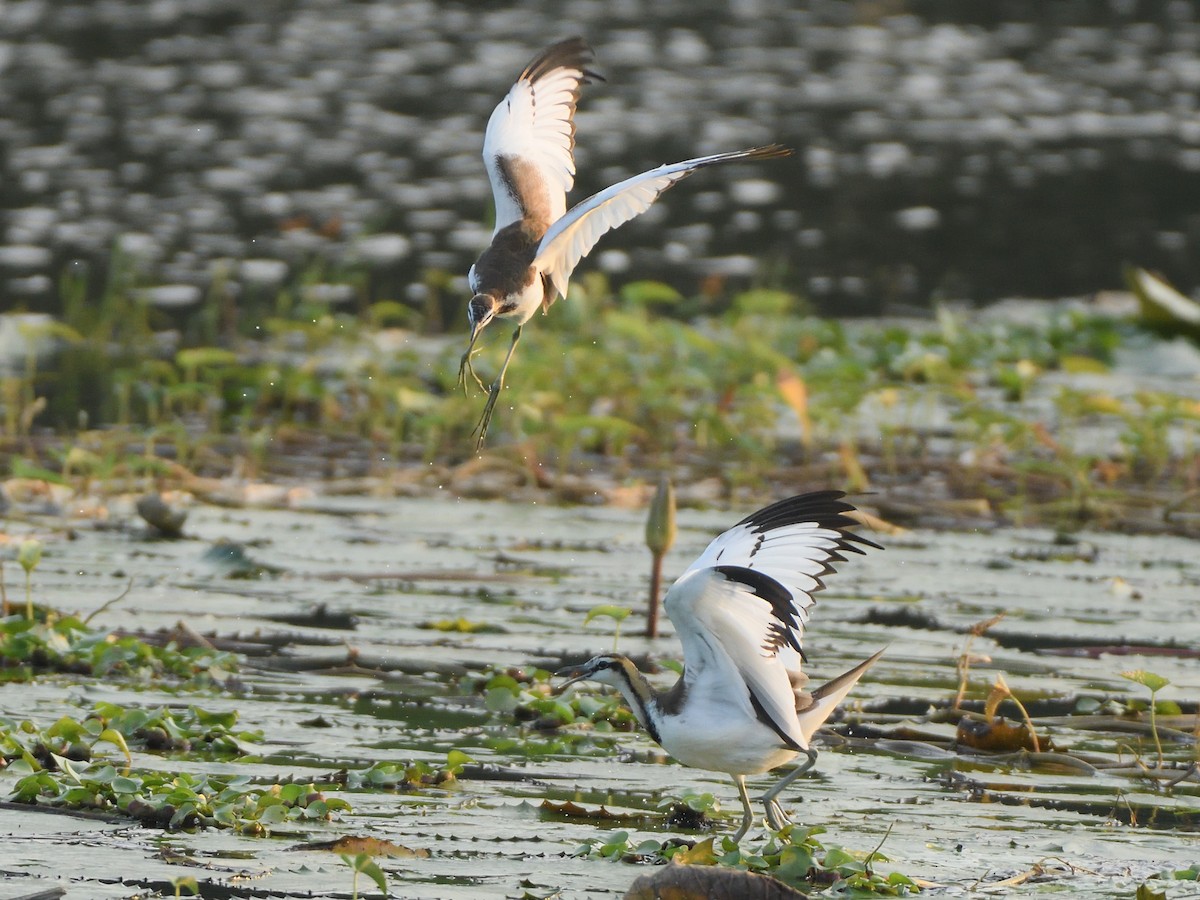 Jakana faisai-buztana - ML77382881