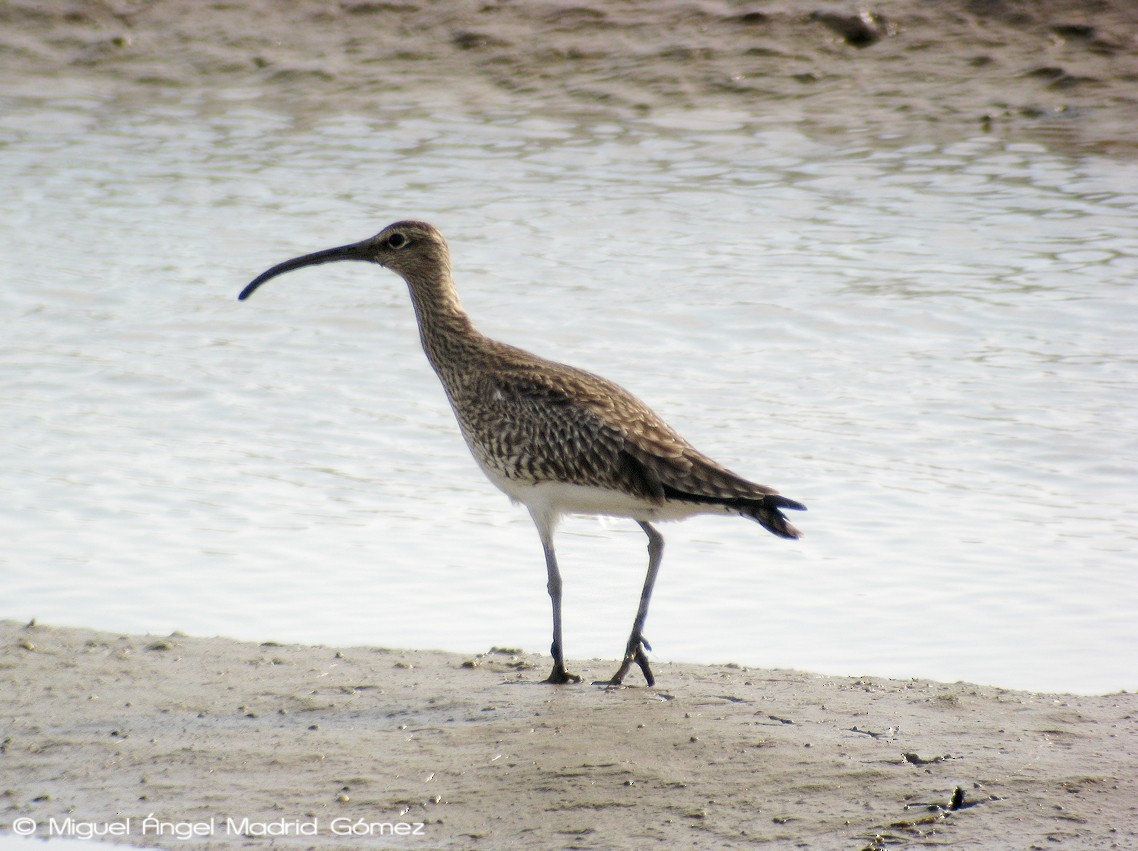 Whimbrel - Miguel Ángel Madrid Gómez