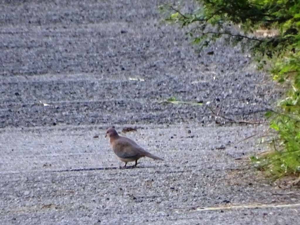 Laughing Dove - ML77384141