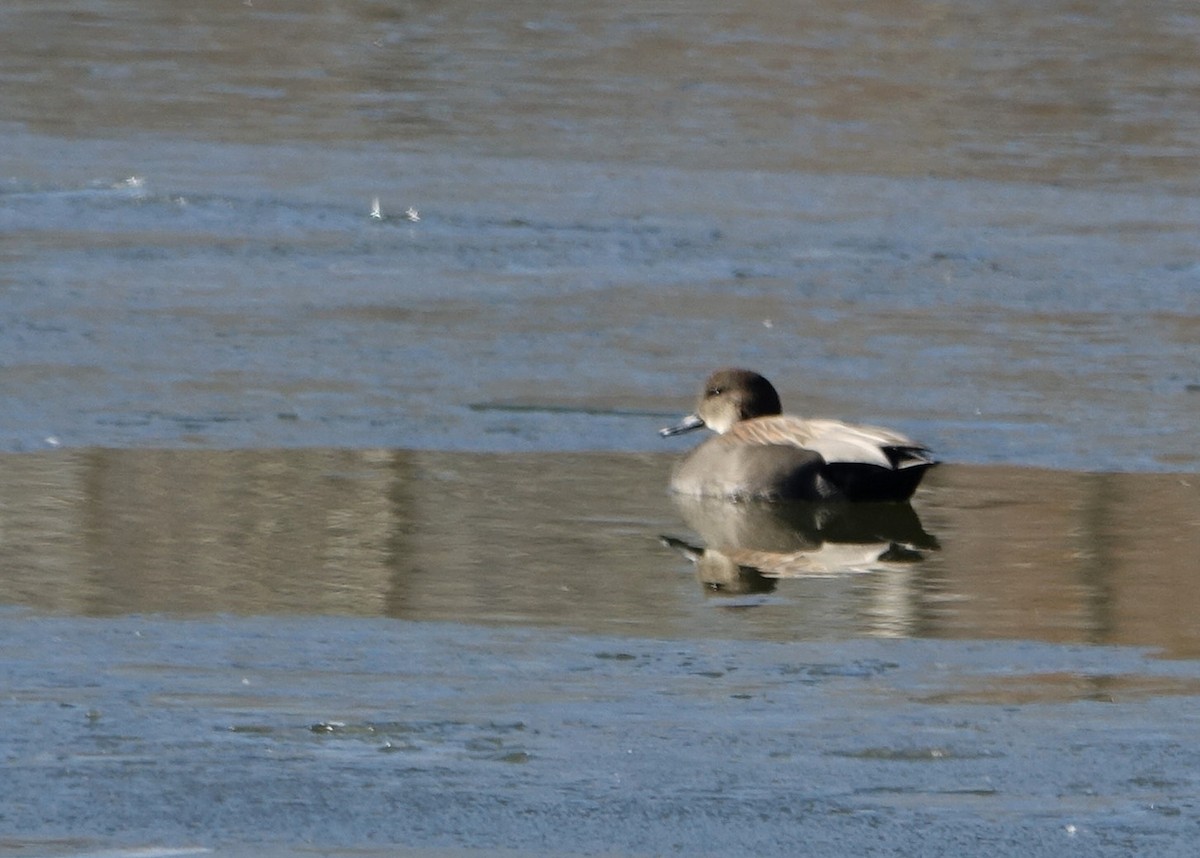 Gadwall - ML77384571