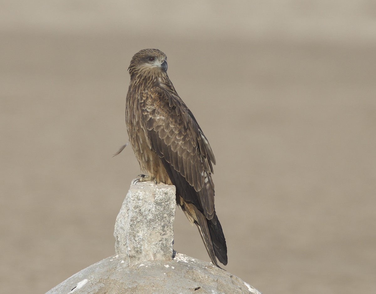 Black Kite (Black-eared) - ML77384771