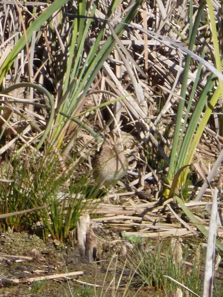 Common Snipe - ML77385061