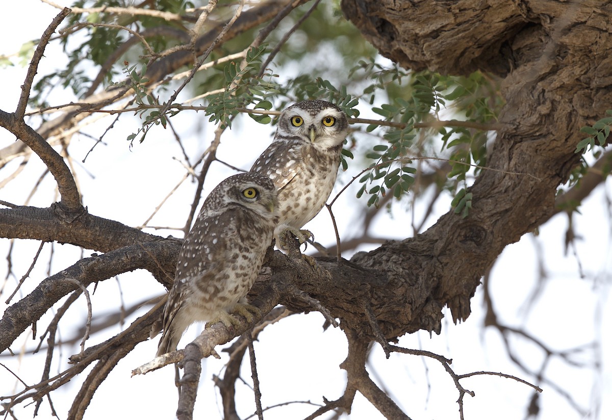 Spotted Owlet - ML77385181