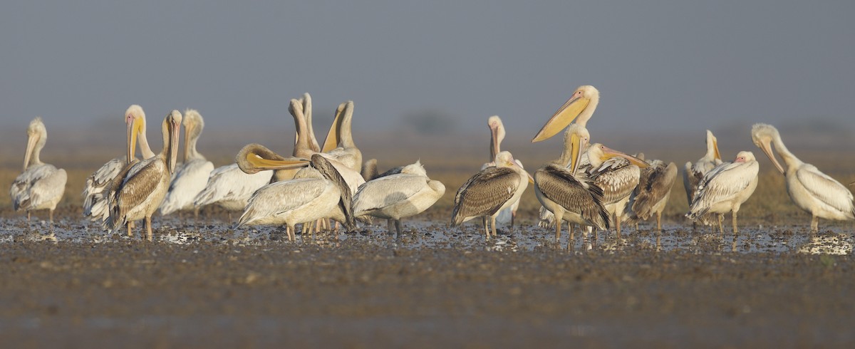 Great White Pelican - ML77385321