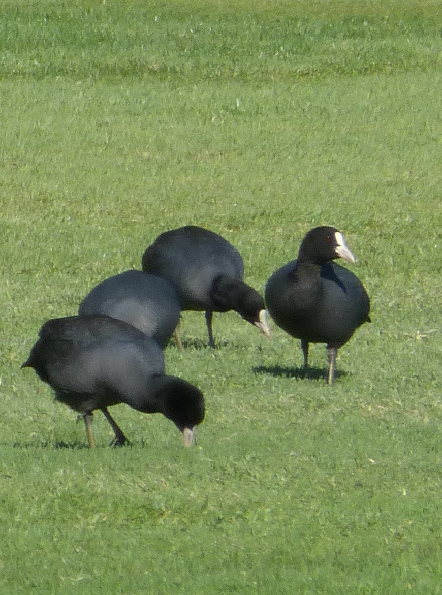 Eurasian Coot - Clive S. & Sheila M. Williamson