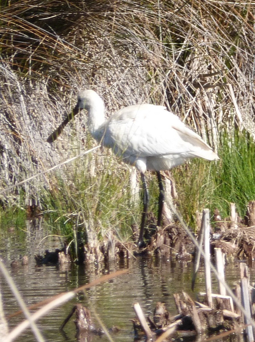 Eurasian Spoonbill - ML77386591