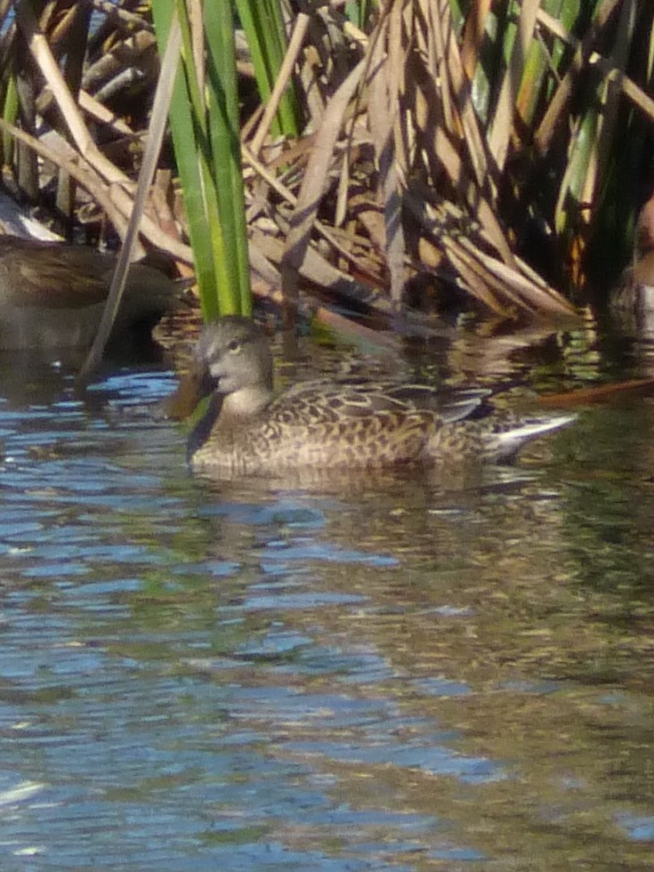 Gadwall - Clive S. & Sheila M. Williamson