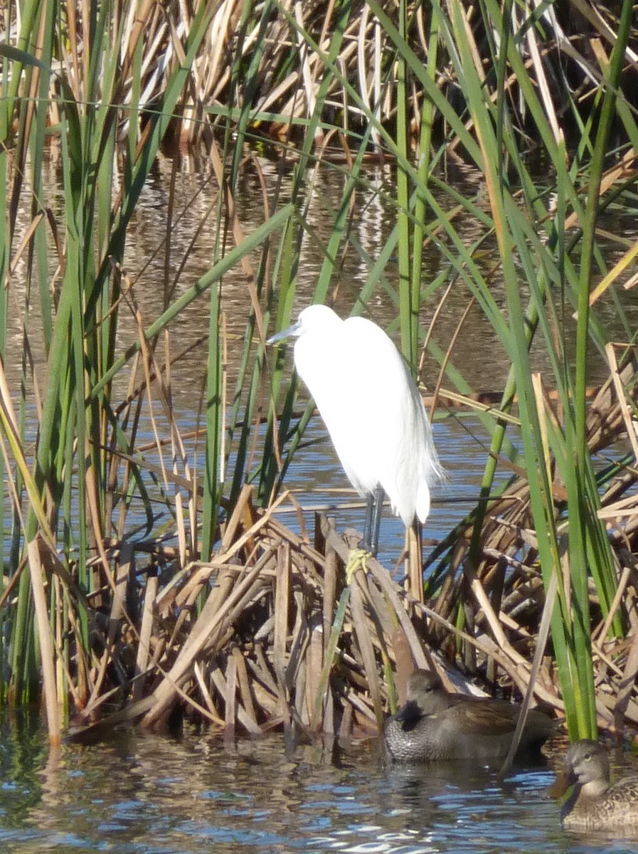 Little Egret - ML77386911