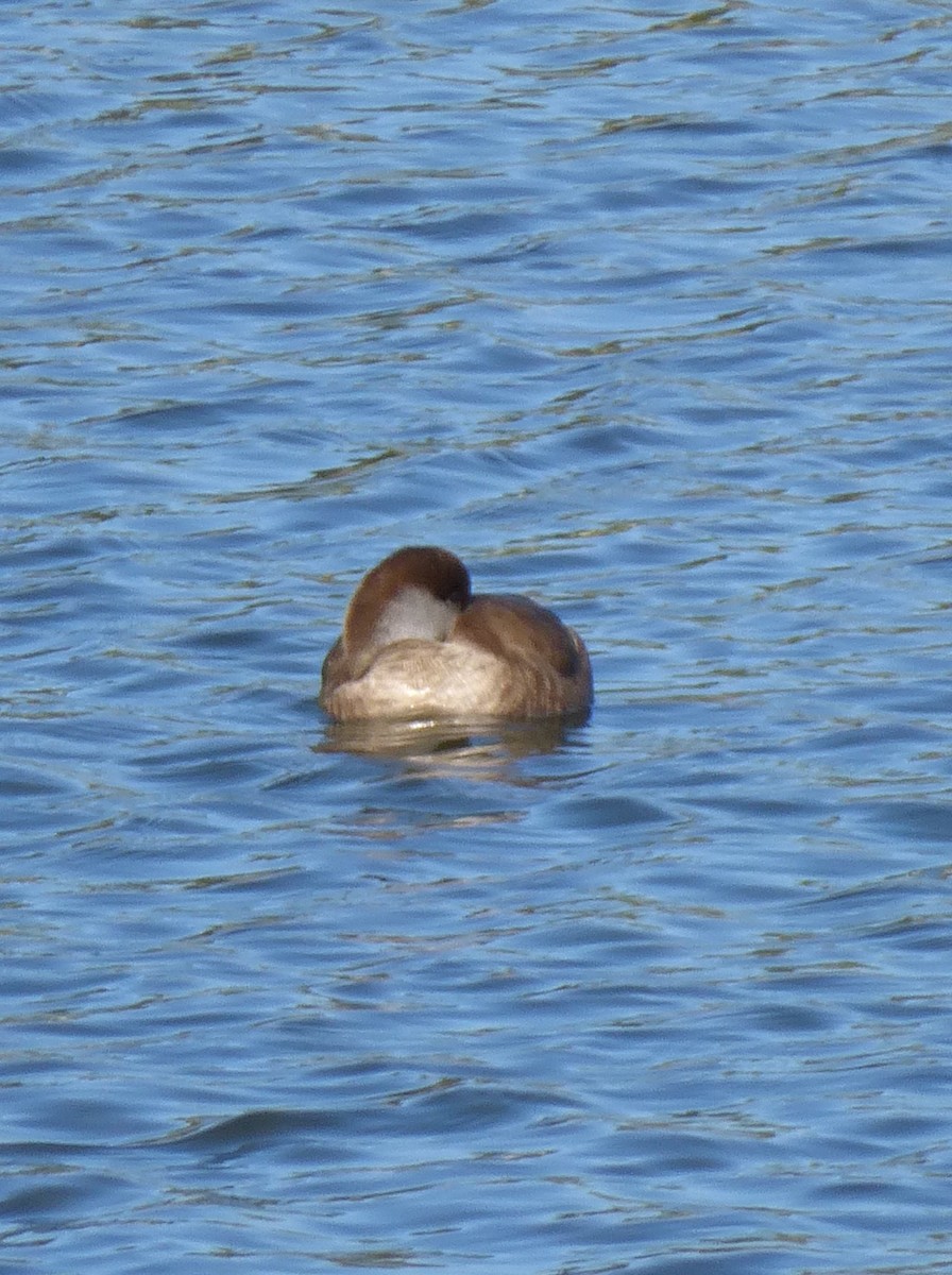 Red-crested Pochard - ML77387281