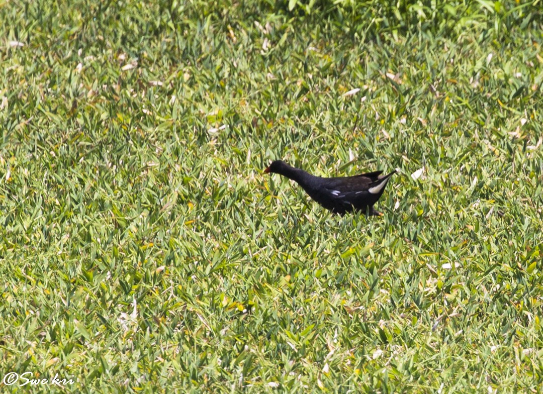 Gallinule poule-d'eau - ML77387321