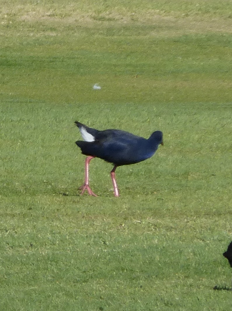 Western Swamphen - ML77387331