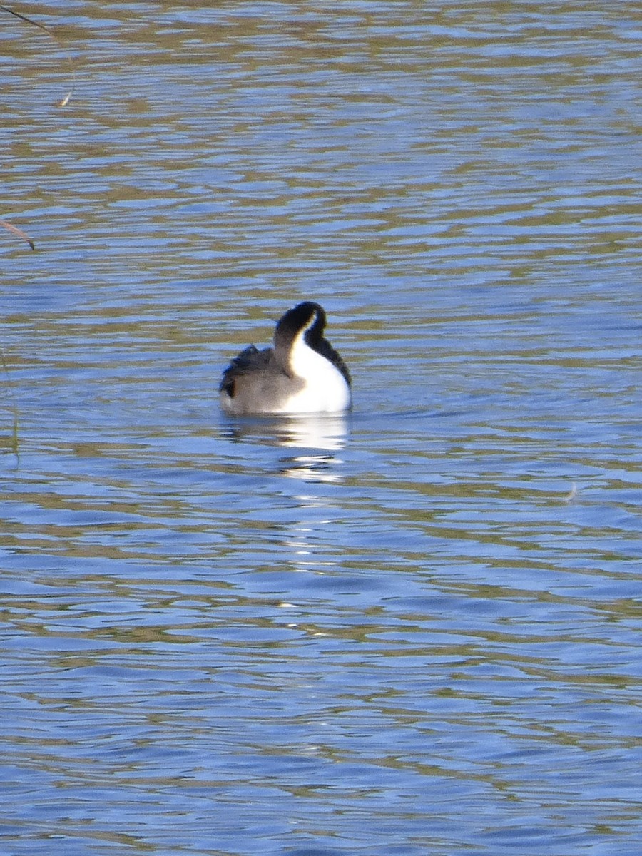 Northern Pintail - ML77389301