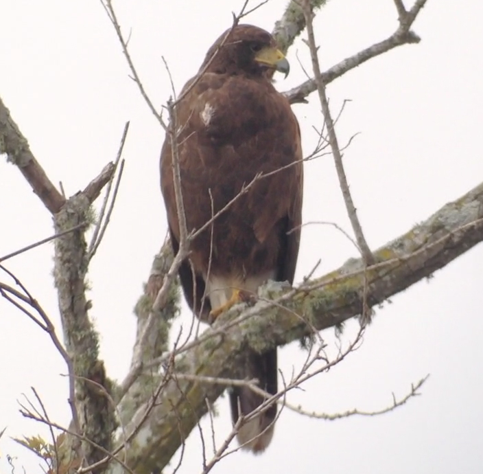 Harris's Hawk - ML77389461