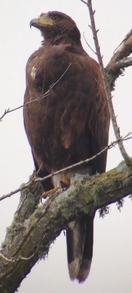 Harris's Hawk - ML77389471