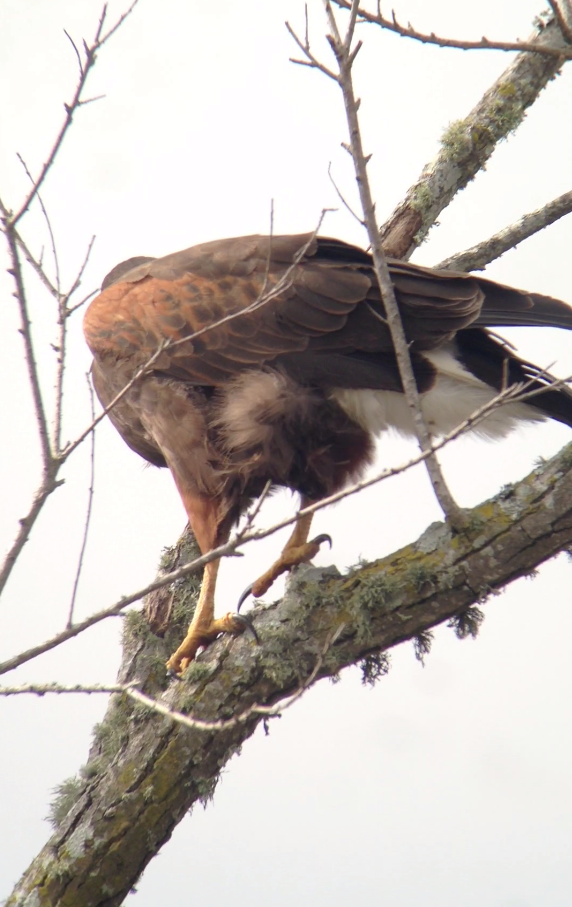 Harris's Hawk - ML77389481