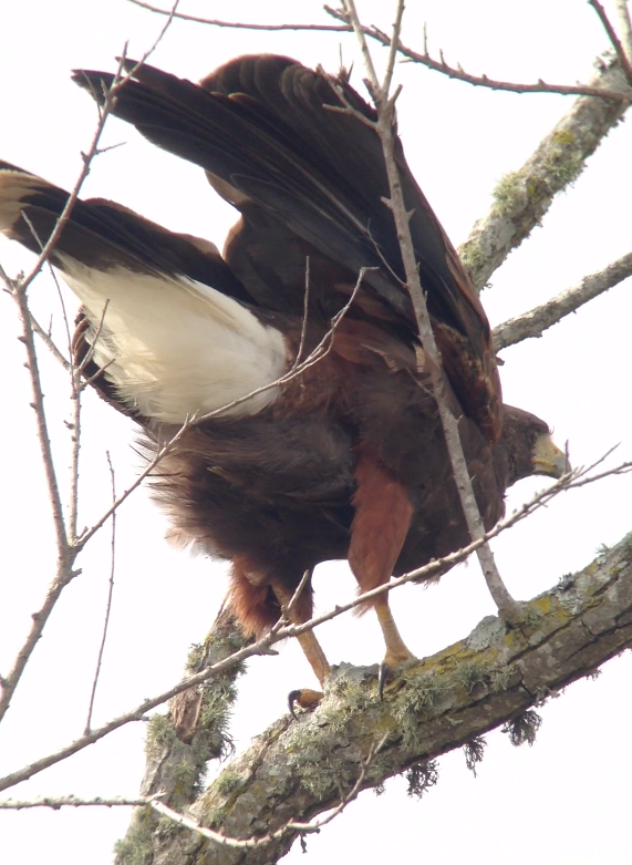 Harris's Hawk - ML77389491