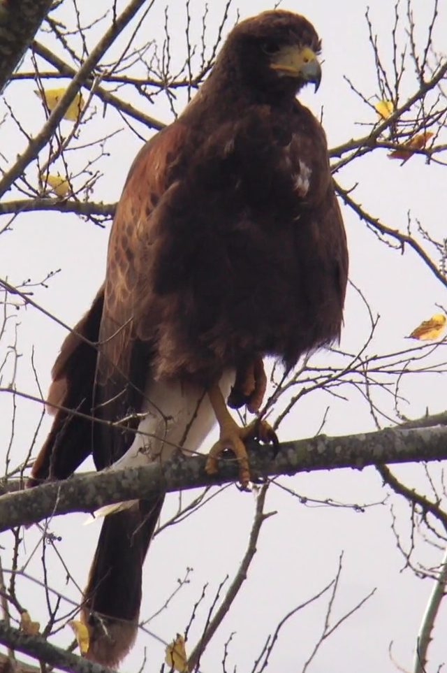 Harris's Hawk - ML77389501