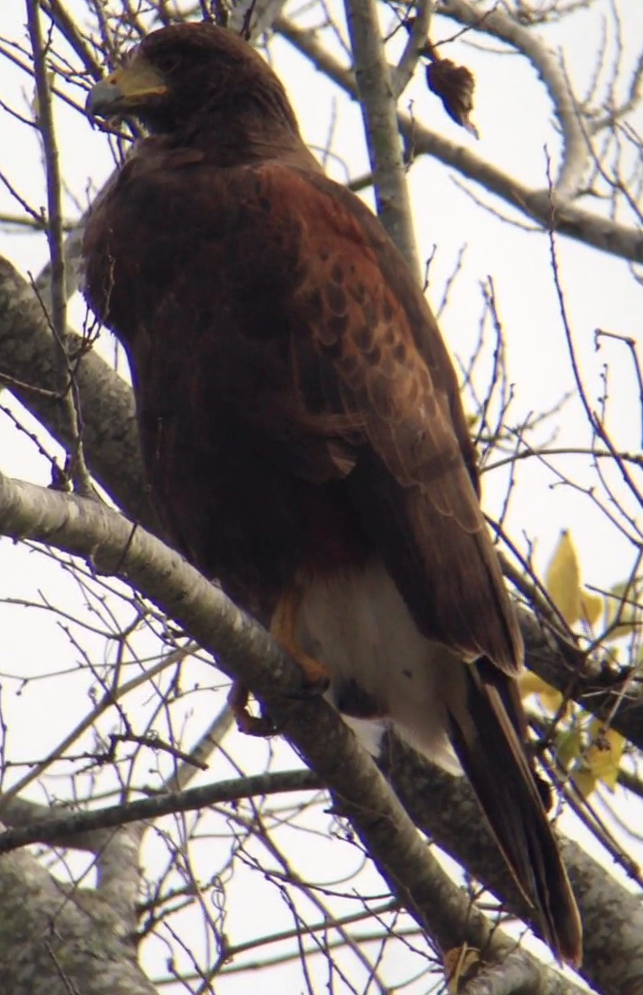 Harris's Hawk - ML77389511