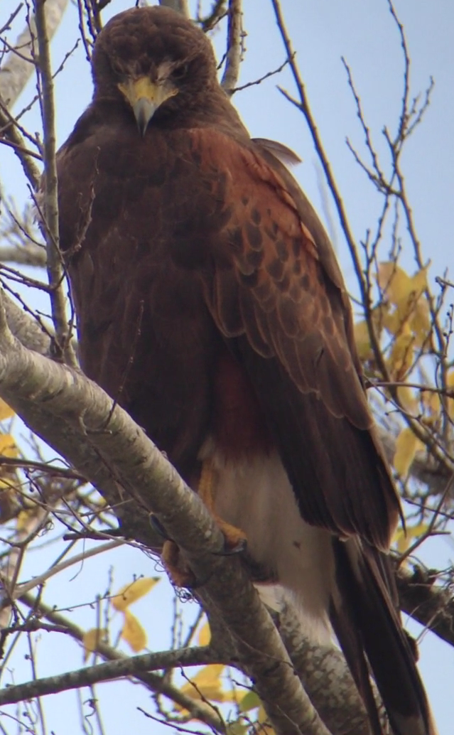 Harris's Hawk - ML77389541