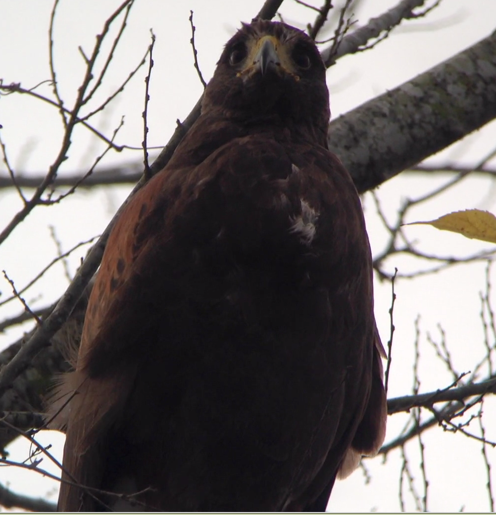 Harris's Hawk - ML77389551