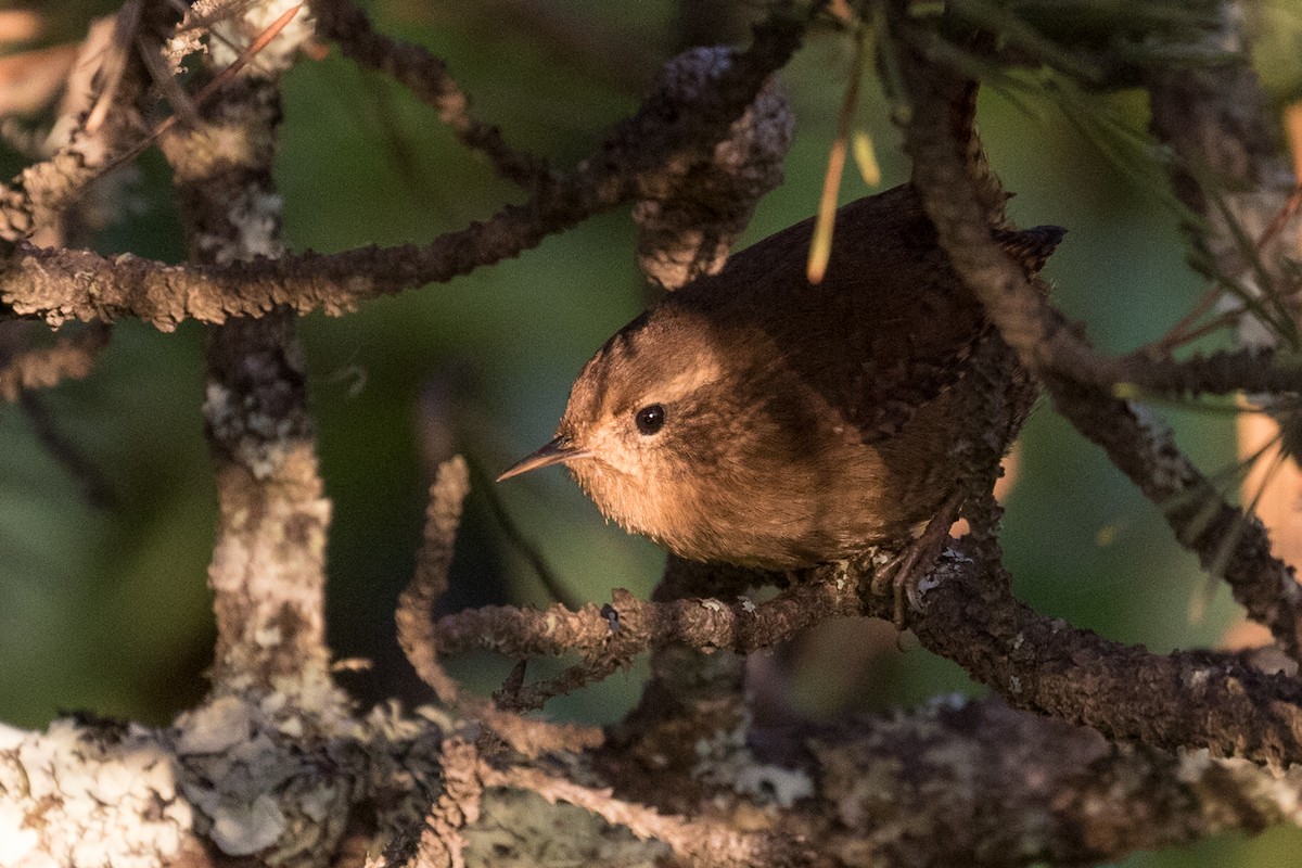 Pacific Wren - ML77391601