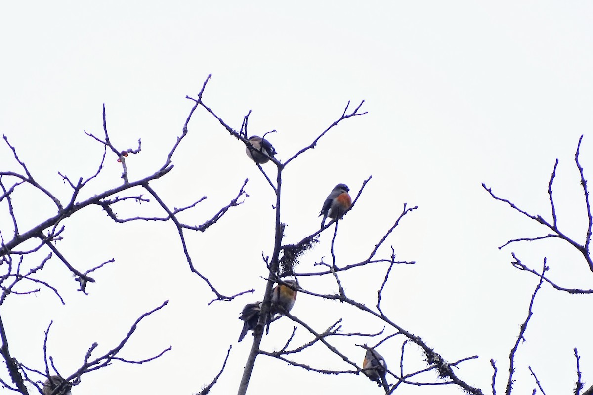 Gray-headed Bullfinch - ML77391931